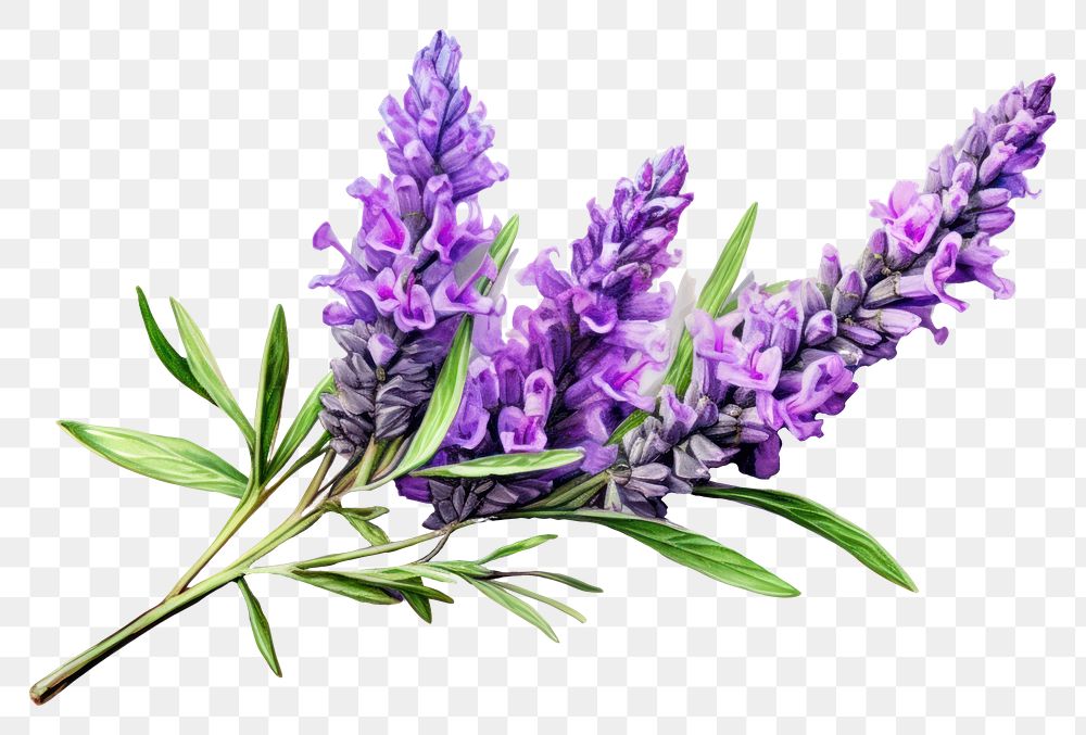 PNG Lavender flower blossom purple plant. 