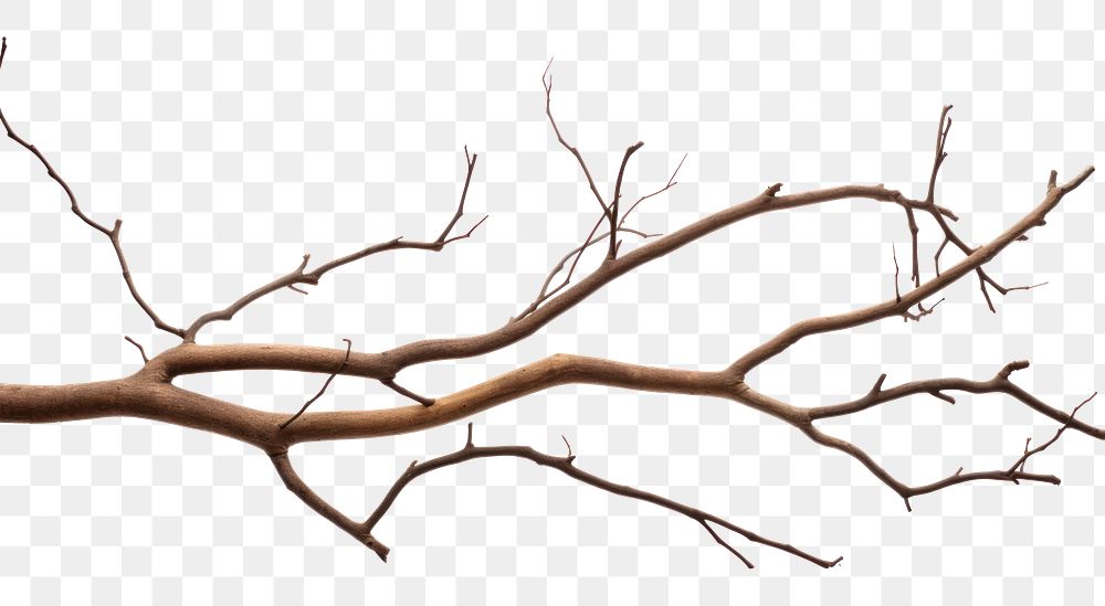 PNG Plant tree driftwood branch. AI generated Image by rawpixel.