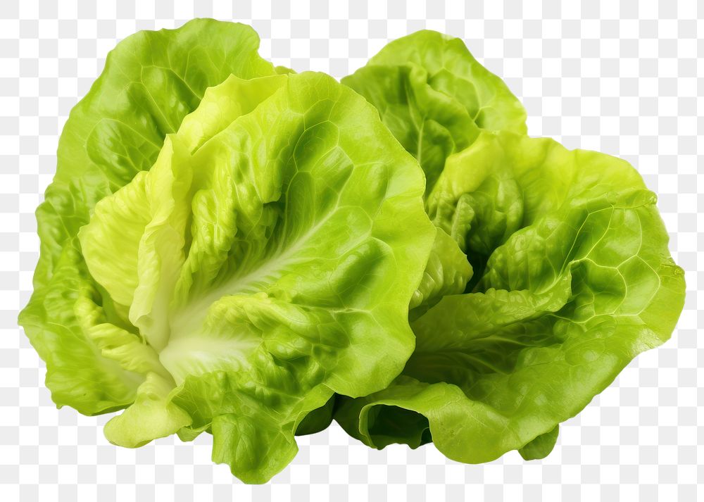 PNG Fresh lettuce vegetable plant food. 