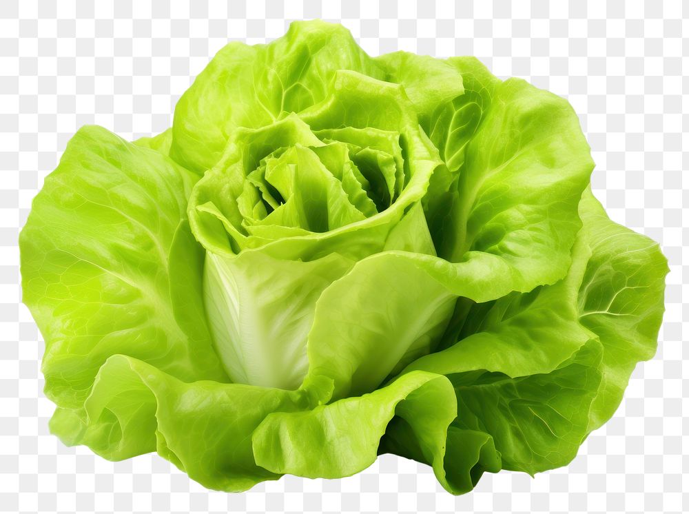 PNG Fresh lettuce vegetable plant food. AI generated Image by rawpixel.