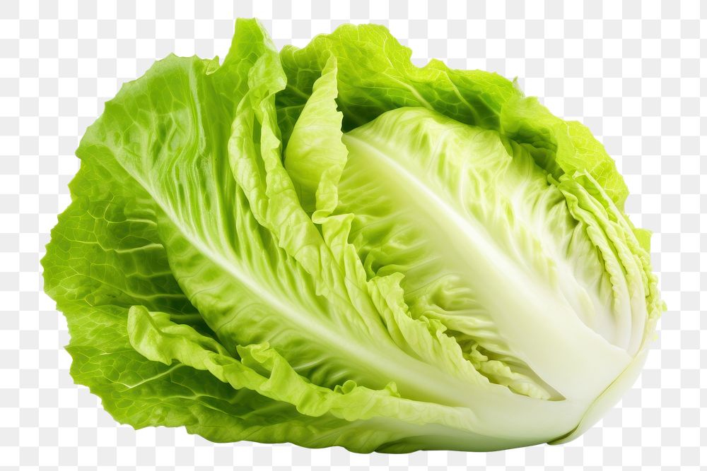 PNG Vegetable lettuce plant food. AI generated Image by rawpixel.