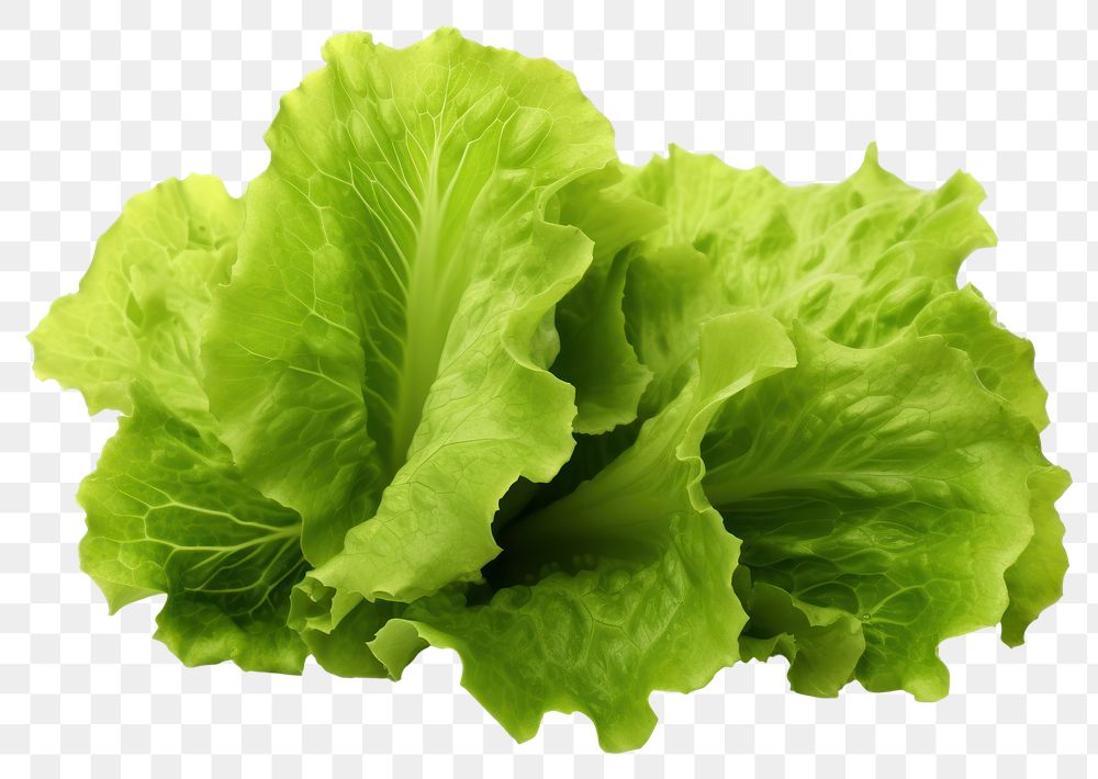 PNG Fresh lettuce vegetable plant food. AI generated Image by rawpixel.