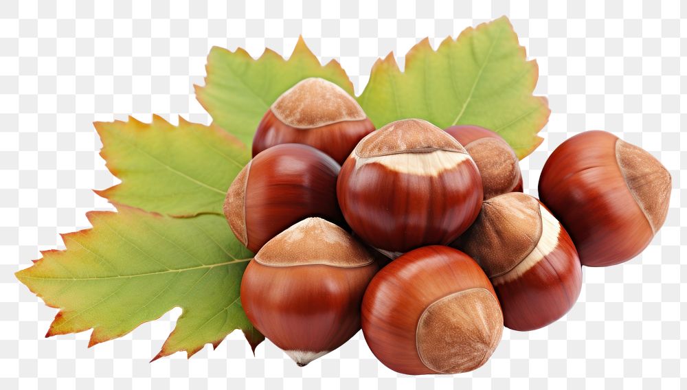 PNG Hazelnuts vegetable plant food. AI generated Image by rawpixel.