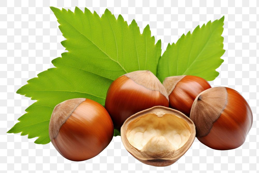 PNG Hazelnuts plant food leaf. AI generated Image by rawpixel.