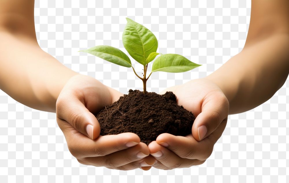 PNG Holding a sprout planting leaf soil. AI generated Image by rawpixel.