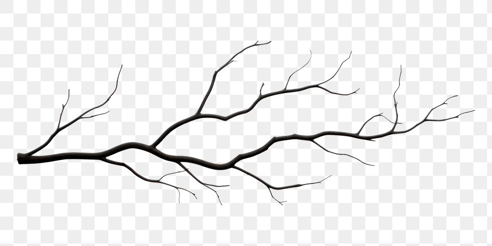 PNG Twig drawing sketch plant. 