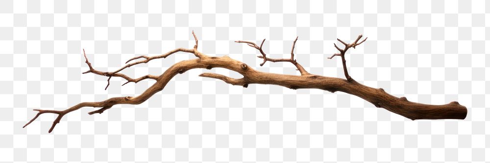 PNG Twig driftwood twig white | Premium PNG - rawpixel