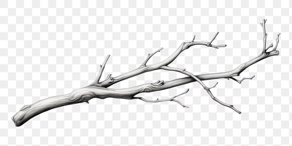 PNG Twig drawing sketch twig. 