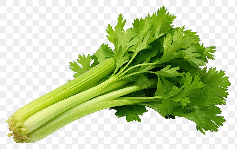 PNG Celery vegetable parsley plant. AI generated Image by rawpixel.