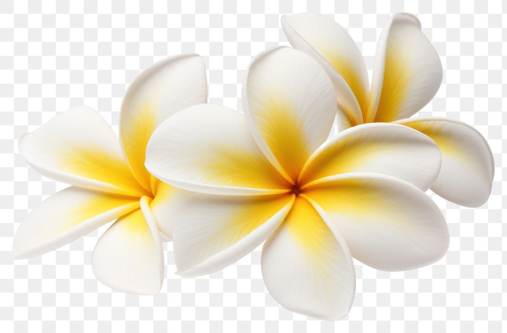 PNG Flower frangipani petal plant. 