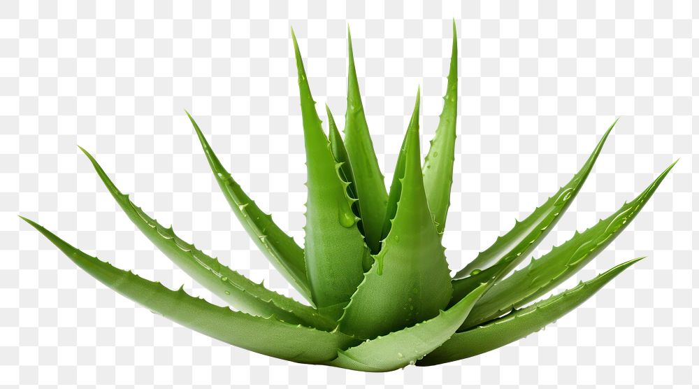 PNG Aloe vera plant xanthorrhoeaceae white background. AI generated Image by rawpixel.