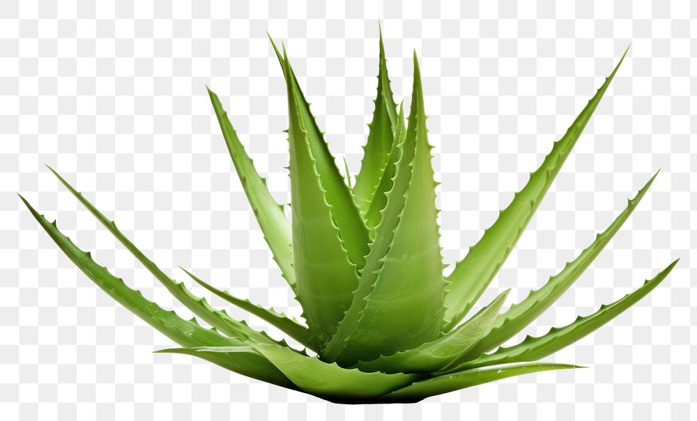 PNG Aloe vera plant xanthorrhoeaceae white background. AI generated Image by rawpixel.