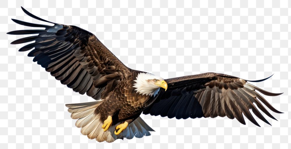PNG Bald eagle animal flying bird. AI generated Image by rawpixel.