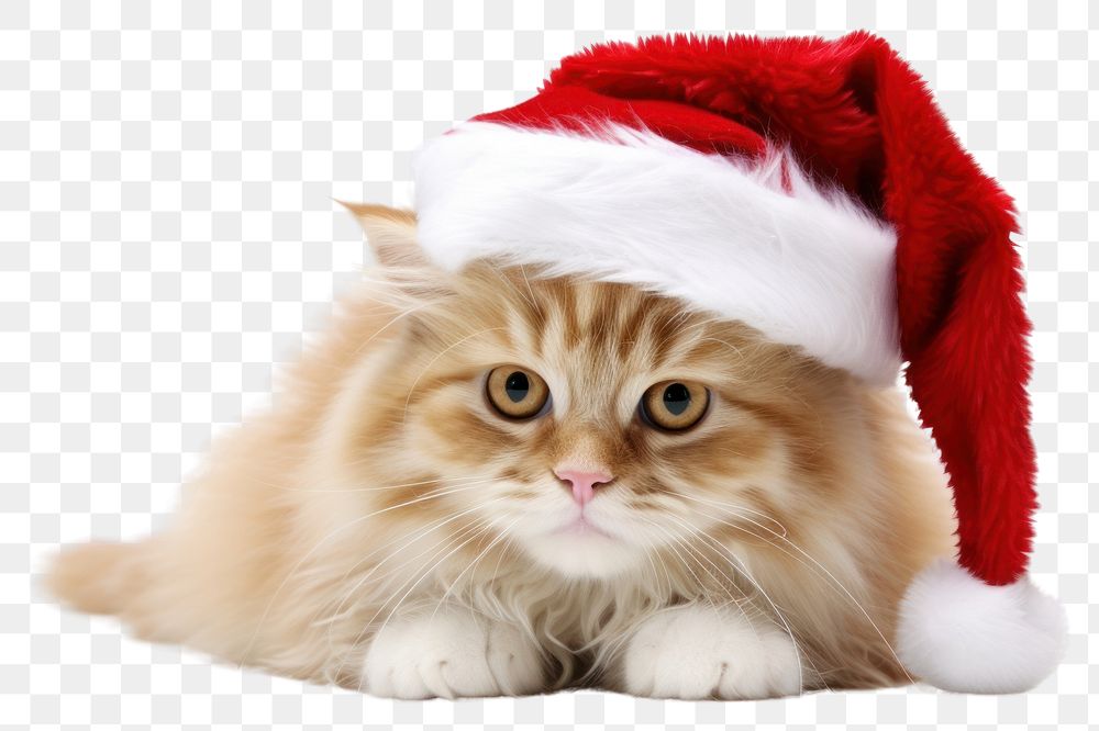 PNG Christmas animal image mammal kitten pet. AI generated Image by rawpixel.