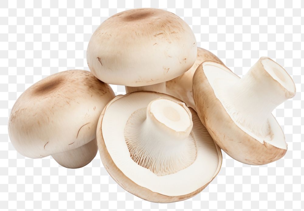 PNG Champignon mushrooms fungus white background agaricaceae. 