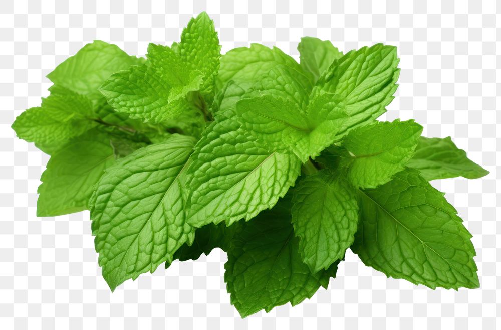 PNG Fresh mint leaves plant herbs leaf. AI generated Image by rawpixel.