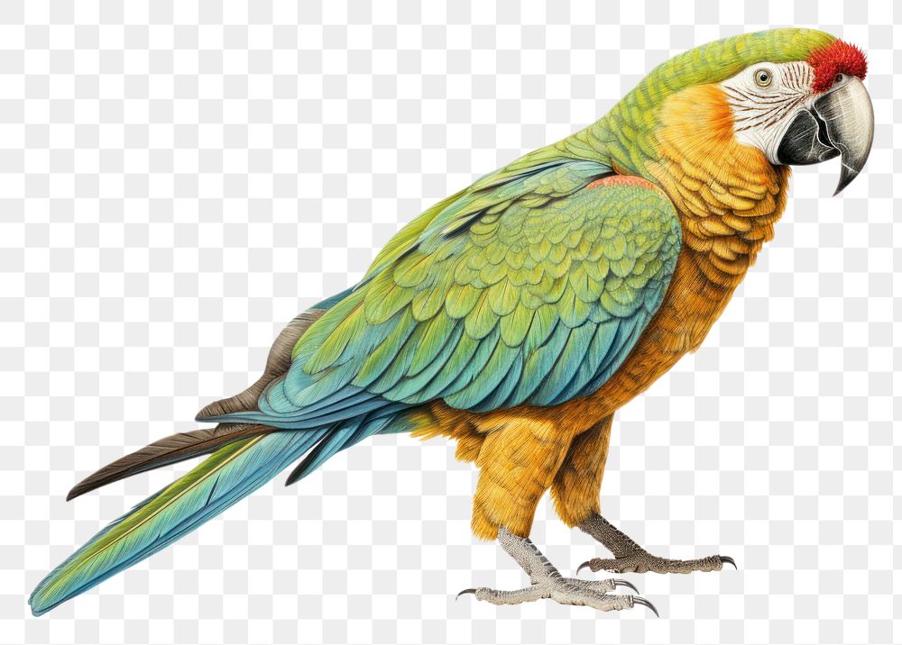 PNG Parrot drawing animal bird. AI generated Image by rawpixel.