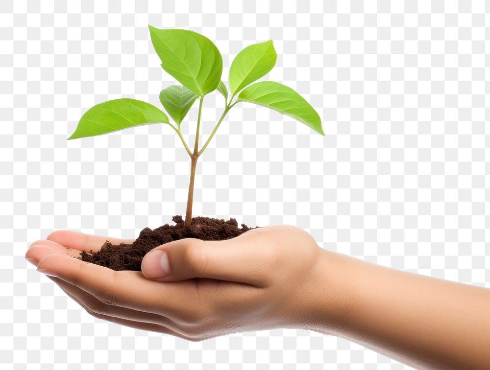 PNG Hand holding a sprout planting leaf soil. 