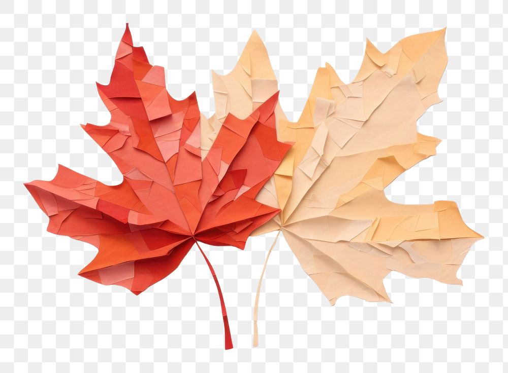 PNG Maple leaf autumn plant paper. 