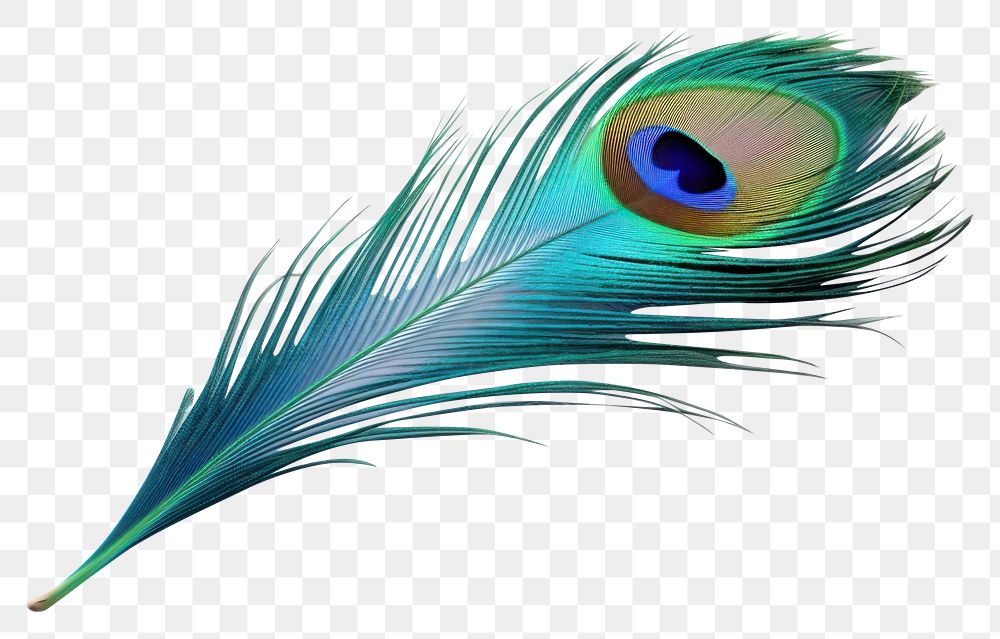PNG  Feather peacock animal bird. AI generated Image by rawpixel.