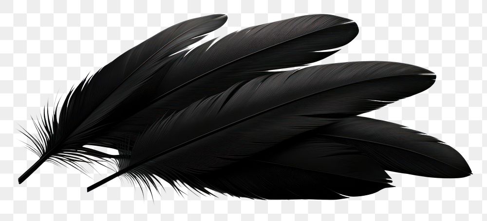 PNG  Feather black white background lightweight. 