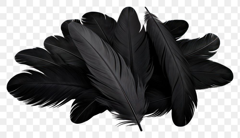 PNG Feather black white background lightweight. 