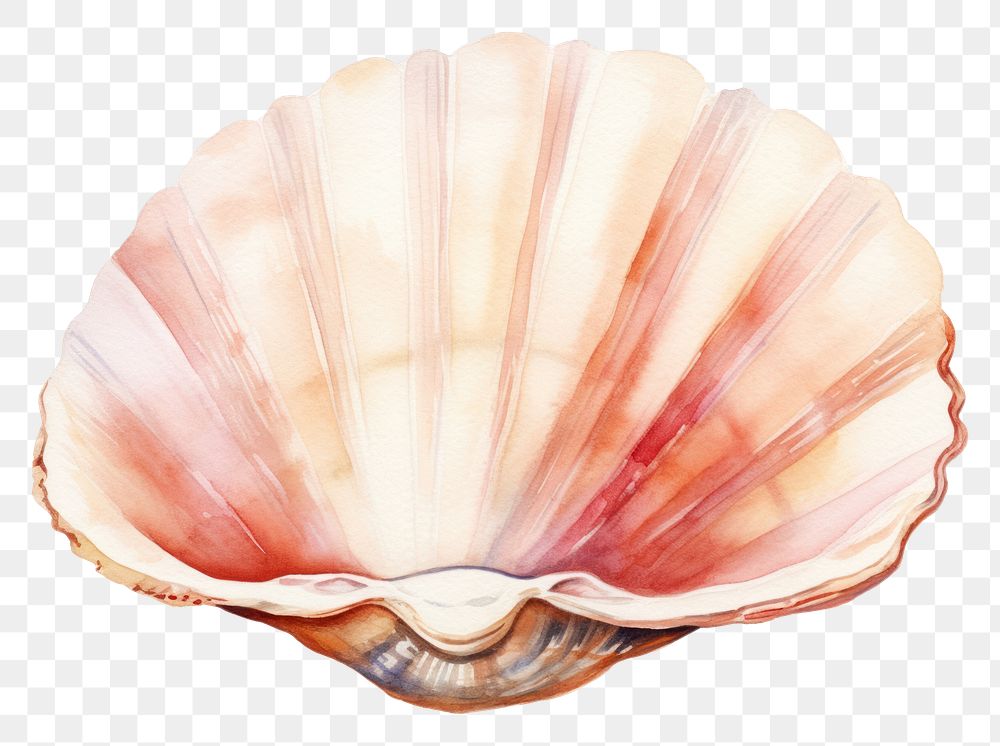 PNG Beach seashell seafood clam. 