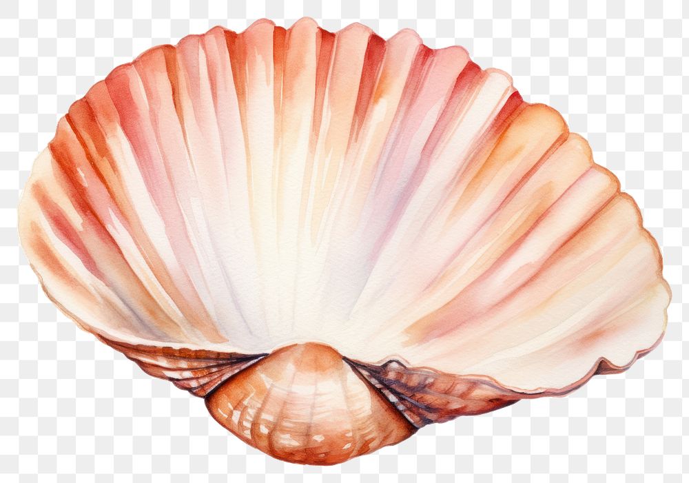 PNG Beach seashell seafood clam. AI generated Image by rawpixel.