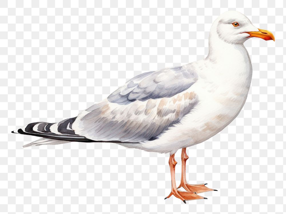 PNG Beach seagull animal white. AI generated Image by rawpixel.