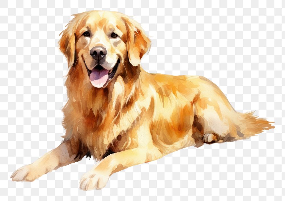 PNG Dog retriever animal mammal. 