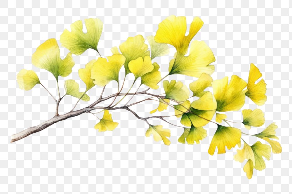 PNG Tree leaf yellow plant. AI generated Image by rawpixel.