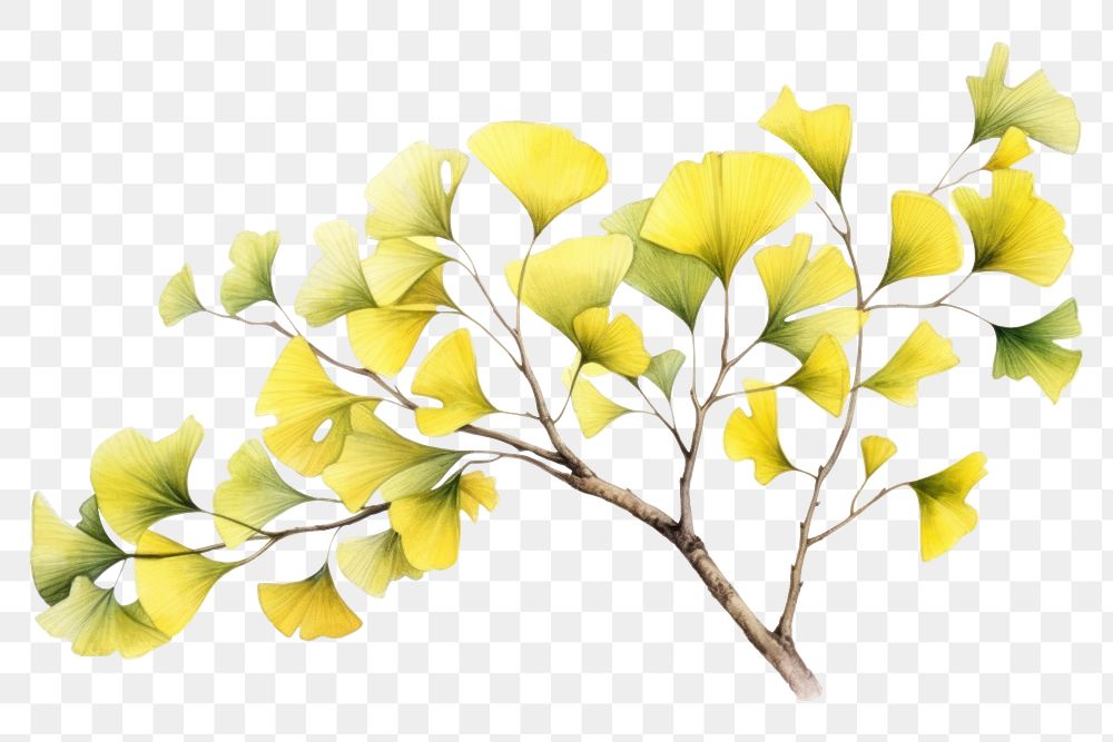 PNG Tree leaf yellow plant. 