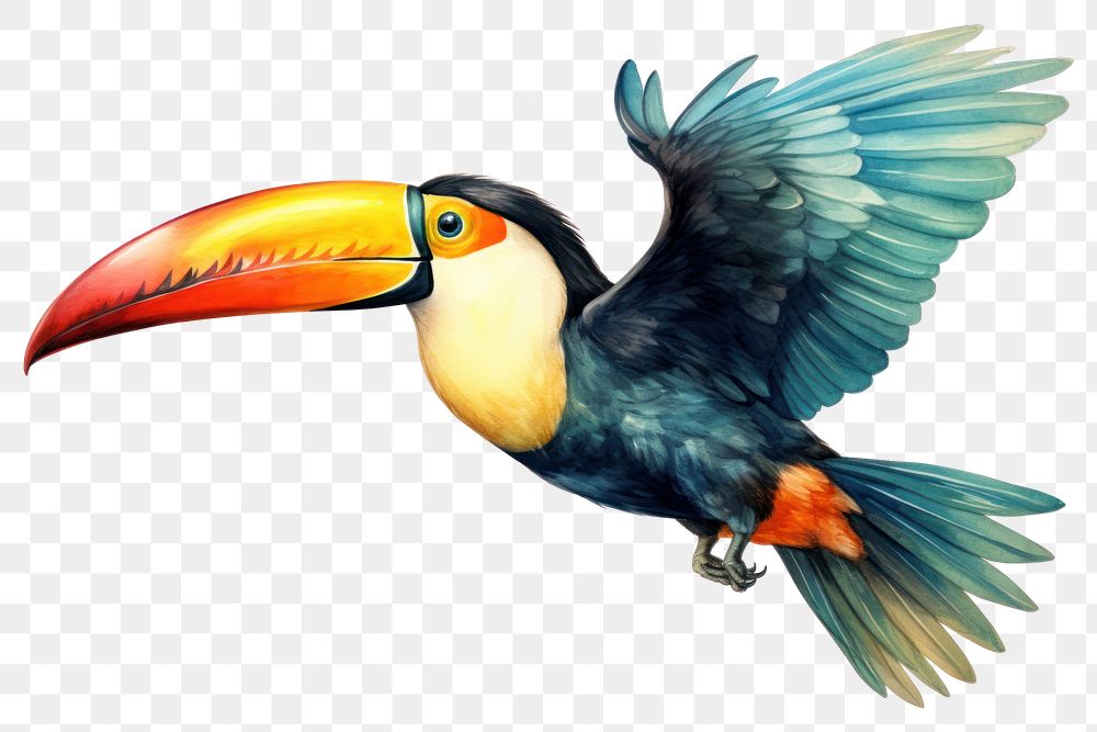 PNG Toco toucan flying bird animal beak. 