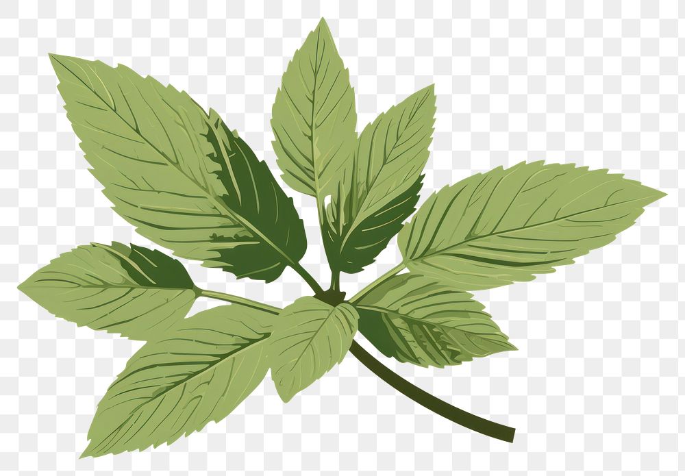 PNG Peppermint leaf plant herbs spearmint. AI generated Image by rawpixel.