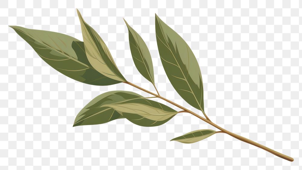 PNG Bay leaf plant herbs tree. AI generated Image by rawpixel.