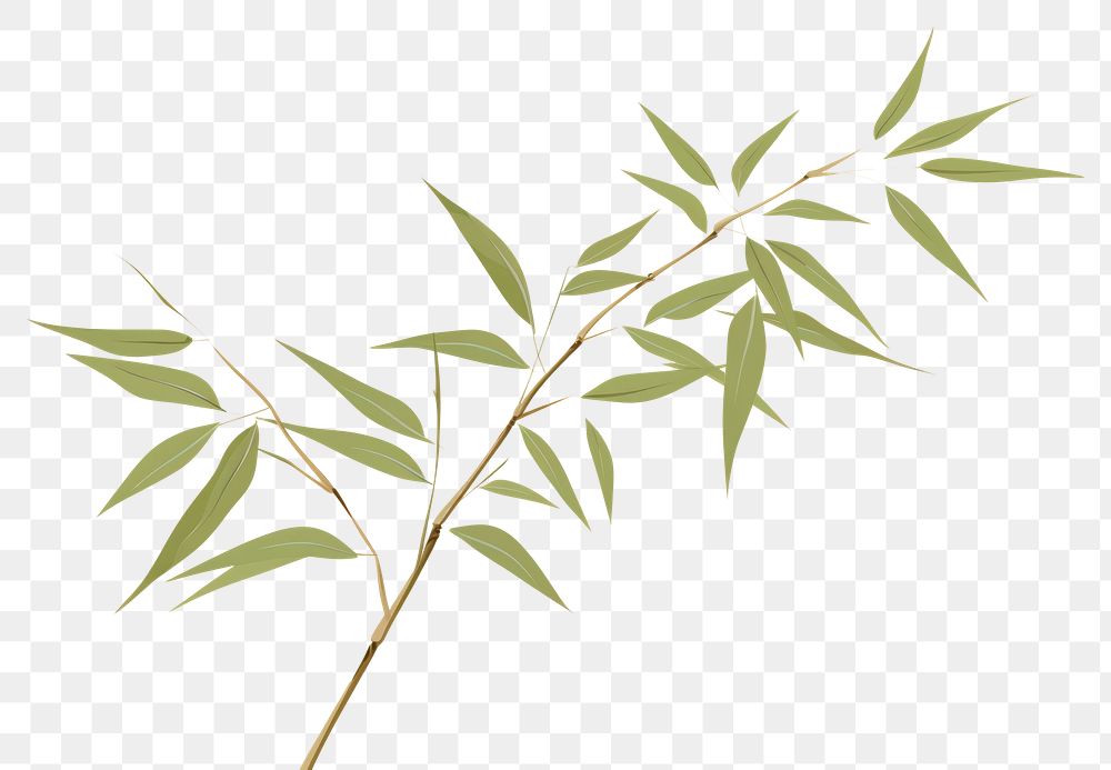 PNG Bamboo leaves plant leaf cannabis. 