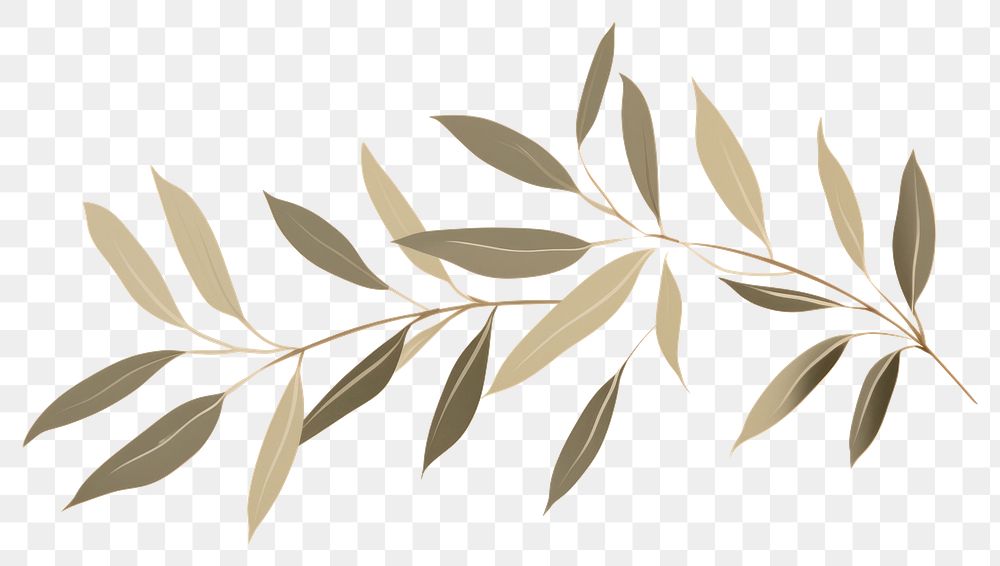 PNG Willow leaves backgrounds pattern plant. 