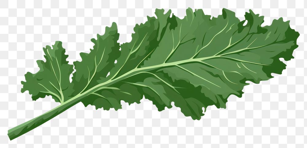 PNG Kale leaf vegetable plant food. 