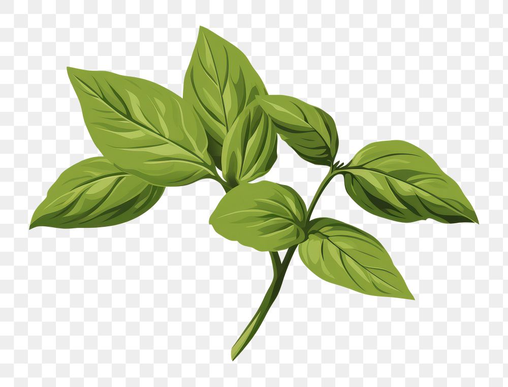 PNG Basil leaf plant green herbs. 