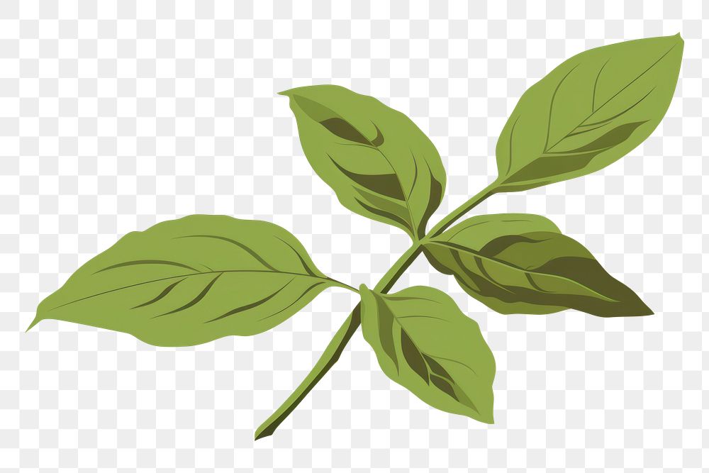 PNG Basil leaf plant herbs annonaceae. AI generated Image by rawpixel.