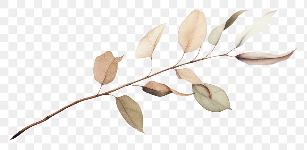 PNG Dried Preserved Eucalyptus plant leaf tree