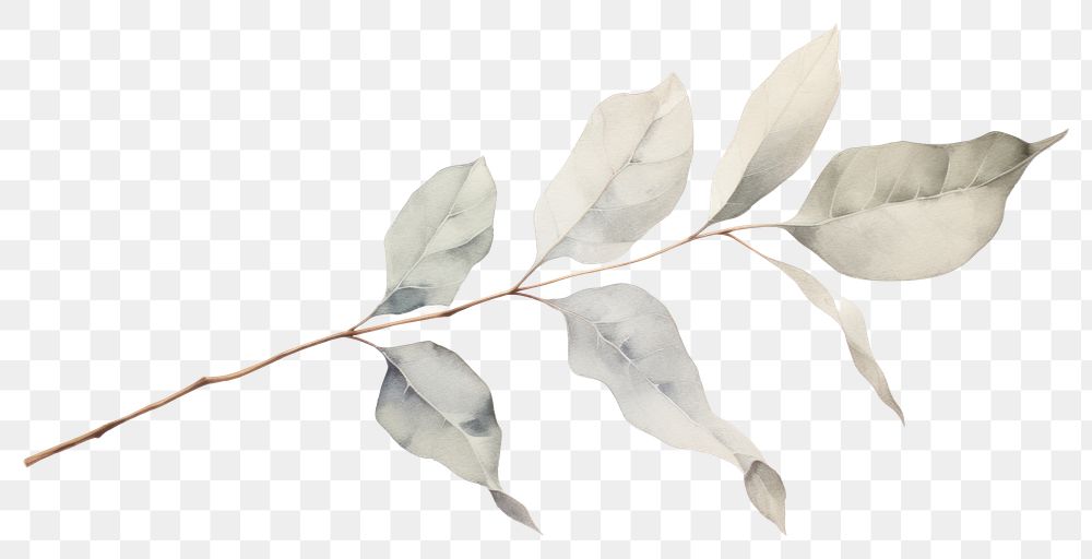 PNG Dried Preserved Eucalyptus drawing sketch plant. AI generated Image by rawpixel.