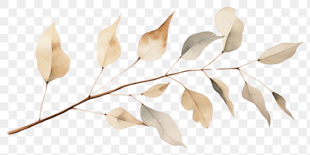 PNG Dried Preserved Eucalyptus plant leaf tree. 