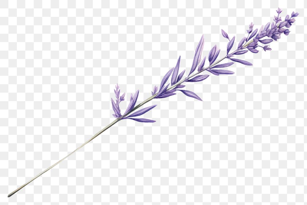 PNG Lavender flower plant white background inflorescence. 