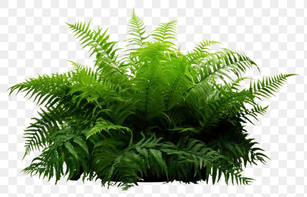 PNG Fern plant white background vegetation. 