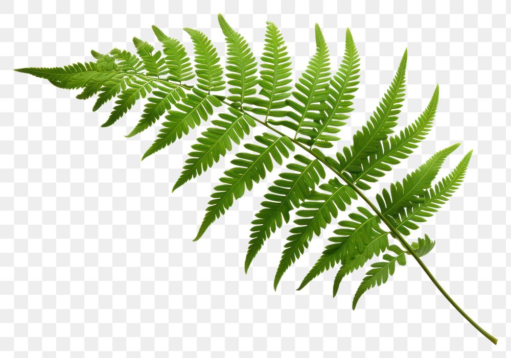 PNG Plant fern leaf freshness. 