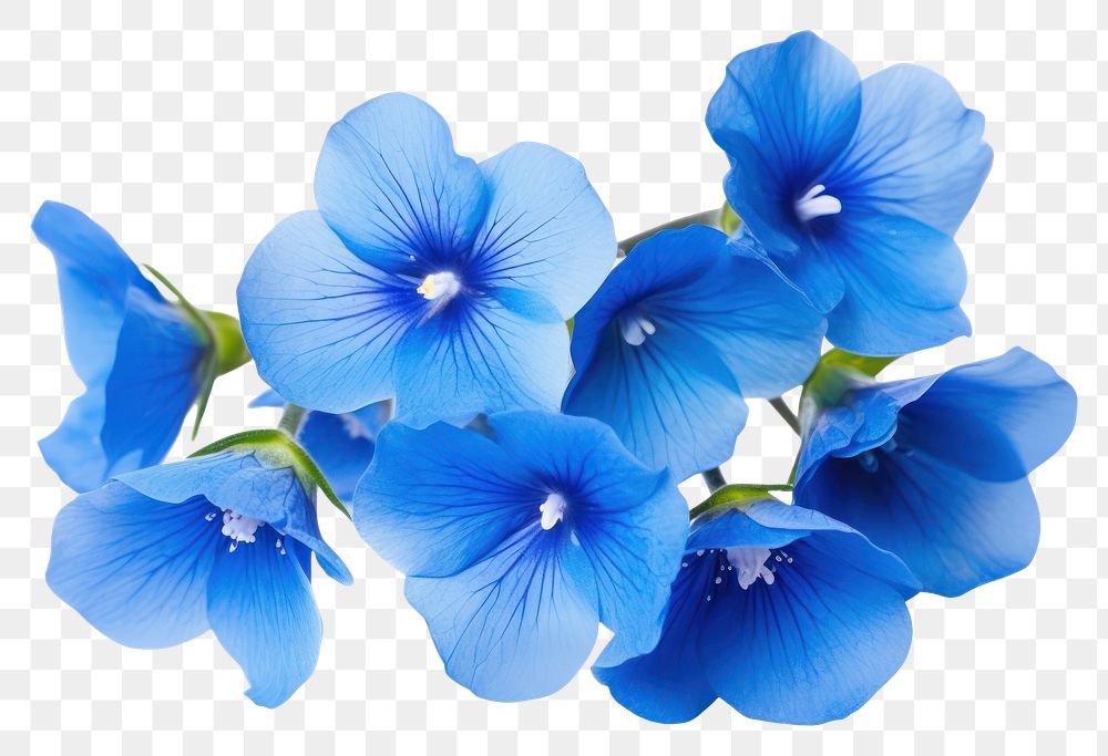 PNG Foget me nots flower petal plant blue. 