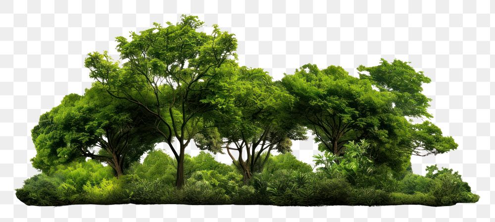 PNG  Forest green tree vegetation. AI generated Image by rawpixel.