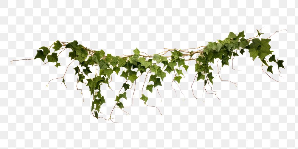 PNG Ivy plant vine white background