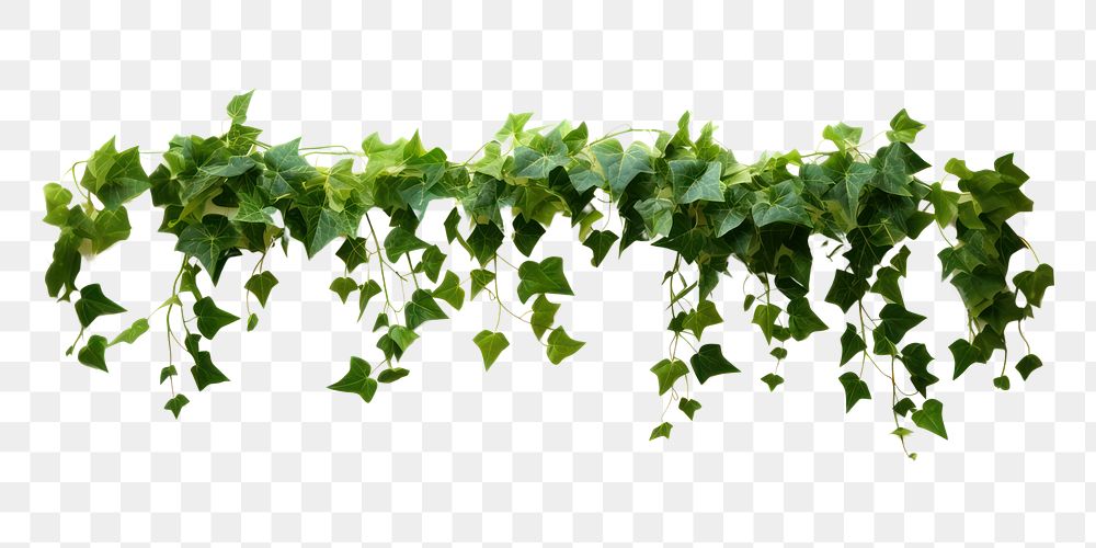 PNG Ivy plant leaf vine.